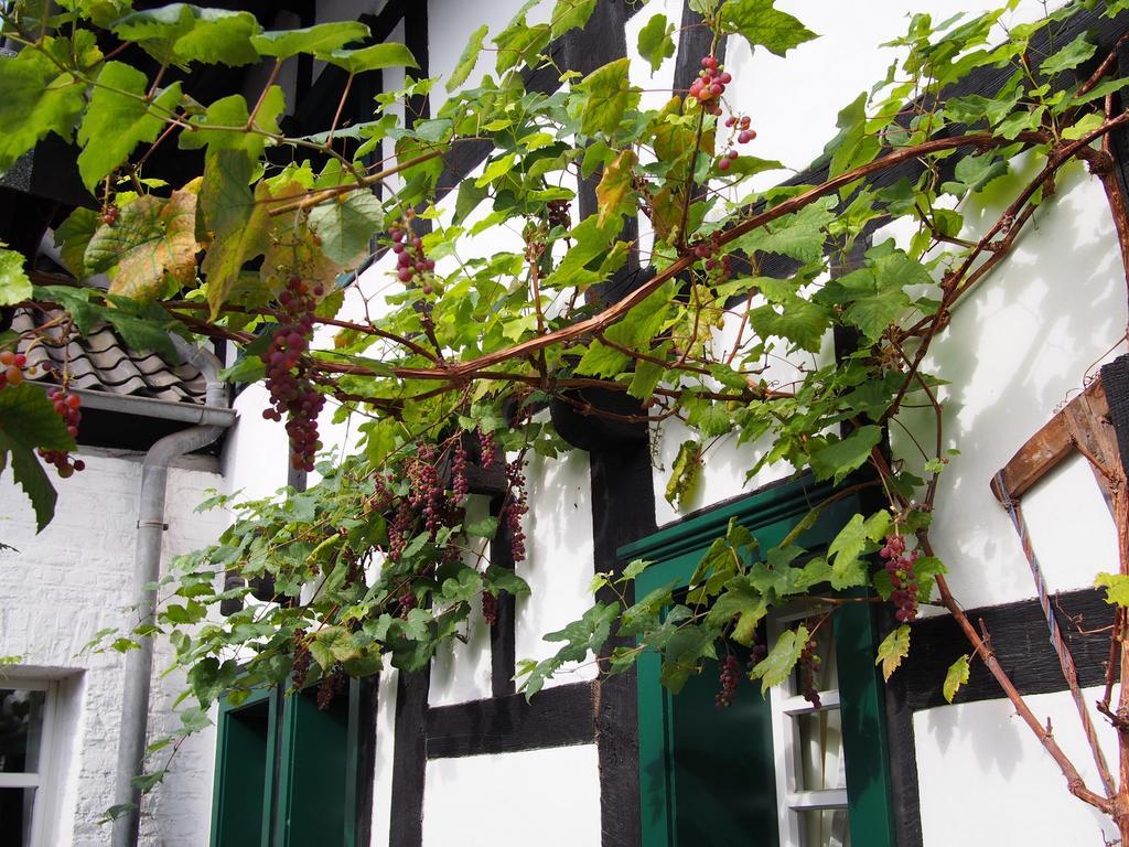 Falderhof Colonia Esterno foto